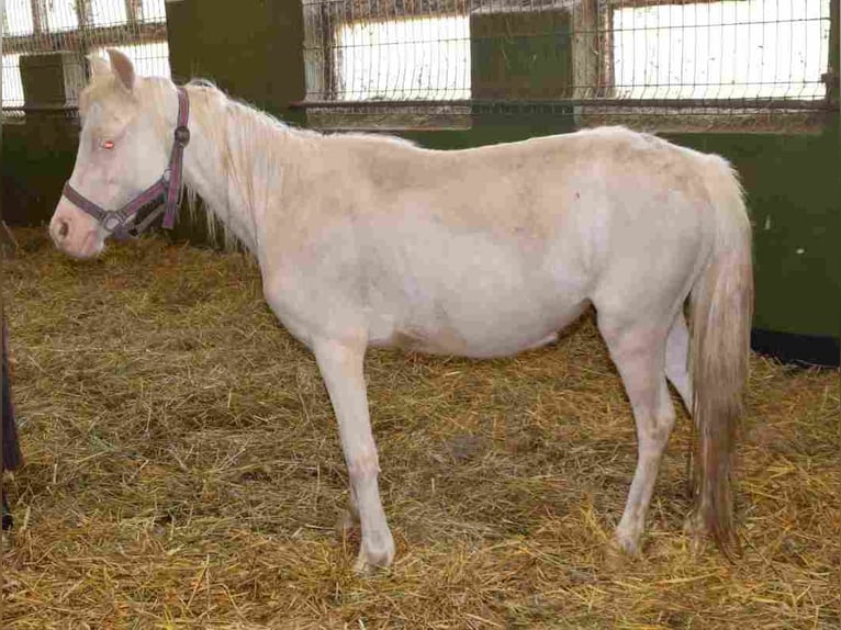 Welsh-A Stute 2 Jahre Cremello in Herzberg