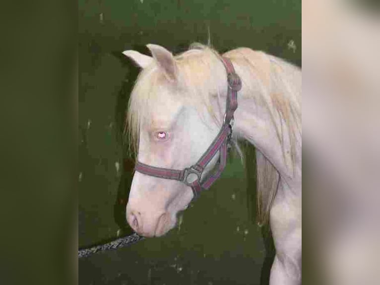 Welsh-A Stute 2 Jahre Cremello in Herzberg