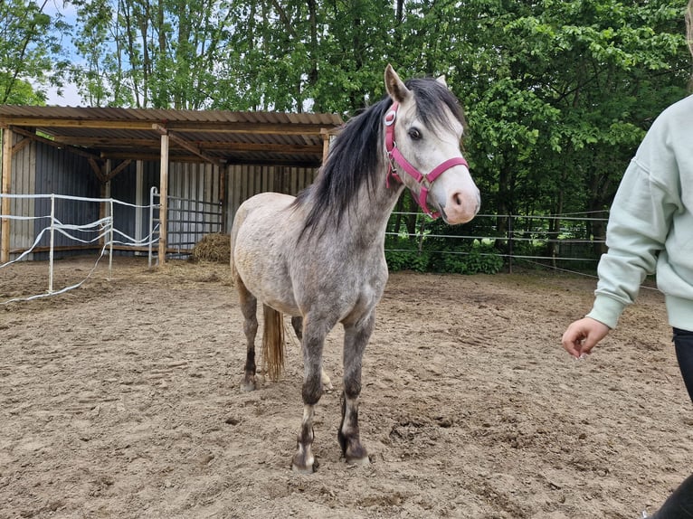Welsh-A Stute 3 Jahre 115 cm in Willich