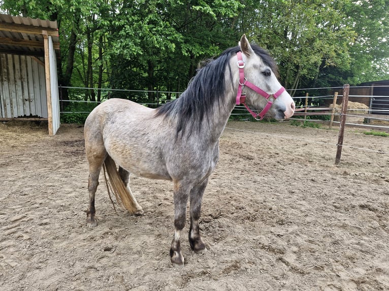 Welsh-A Stute 3 Jahre 115 cm in Willich