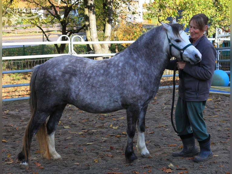 Welsh-A Stute 3 Jahre 116 cm Apfelschimmel in Dischingen