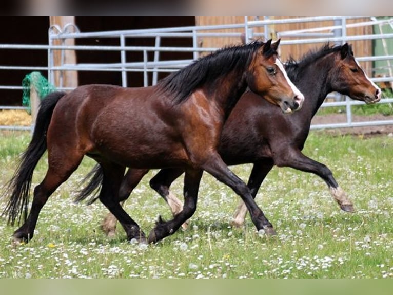 Welsh-A Stute 3 Jahre 116 cm Brauner in Neumünster