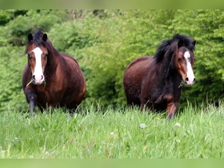 Welsh-A Stute 3 Jahre 116 cm Brauner in Neumünster