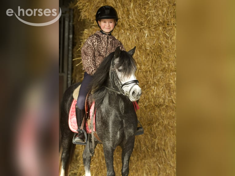 Welsh-A Stute 3 Jahre 117 cm Blauschimmel in Groningen