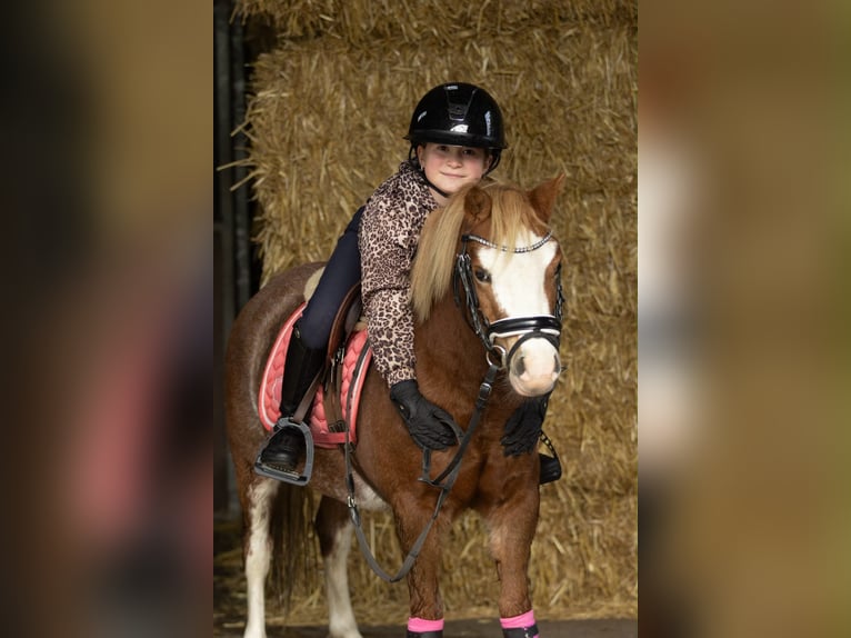 Welsh-A Stute 3 Jahre 117 cm Rotfuchs in Groningen