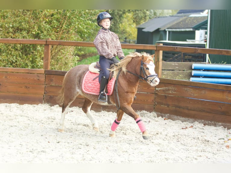 Welsh-A Stute 3 Jahre 117 cm Rotfuchs in Groningen