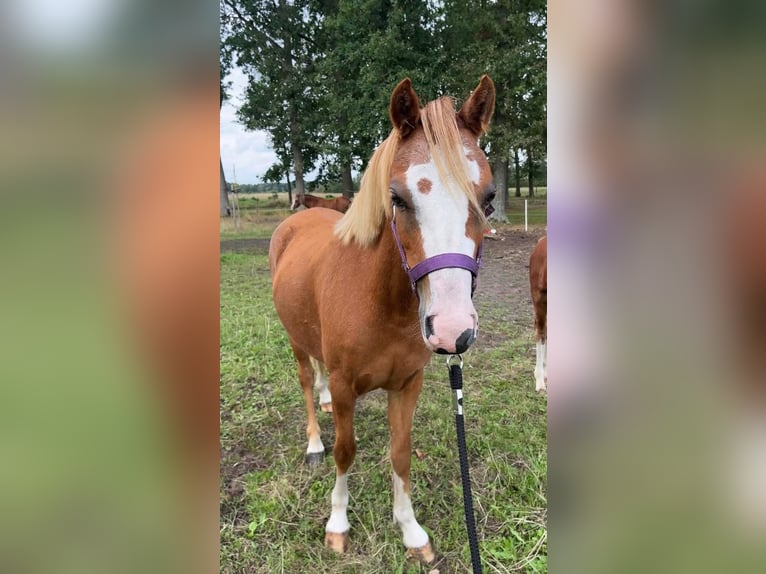 Welsh-A Stute 3 Jahre 118 cm Fuchs in Vledderveen