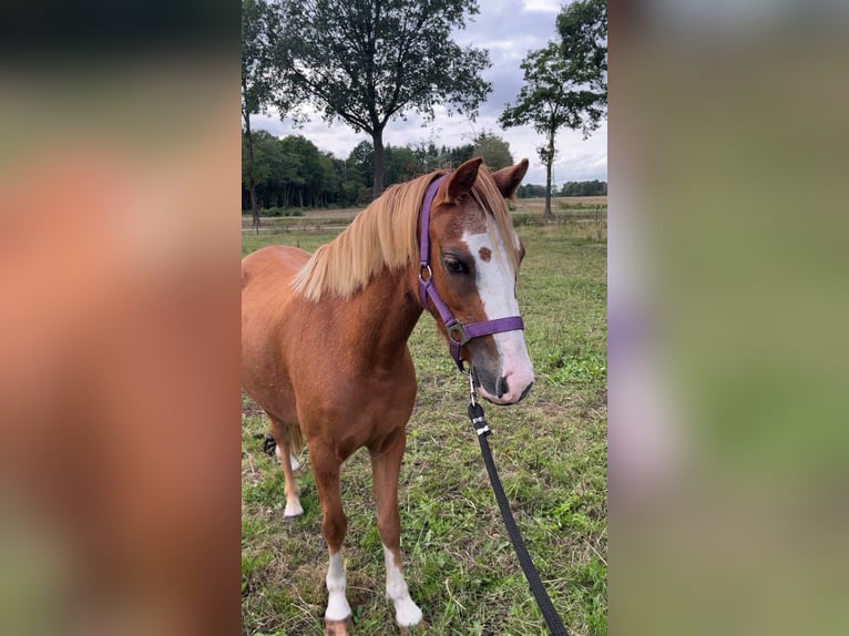 Welsh-A Stute 3 Jahre 118 cm Fuchs in Vledderveen