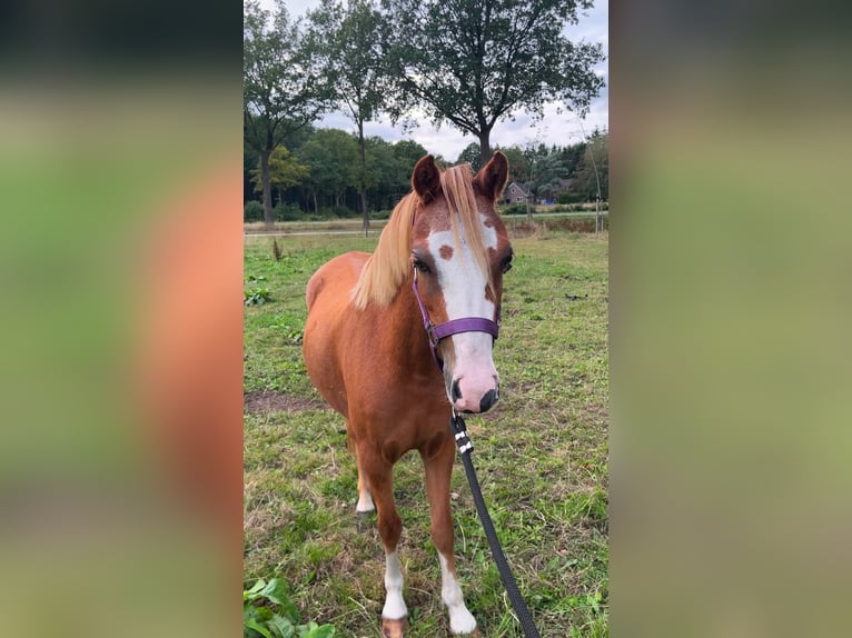 Welsh-A Stute 3 Jahre 118 cm Fuchs in Vledderveen