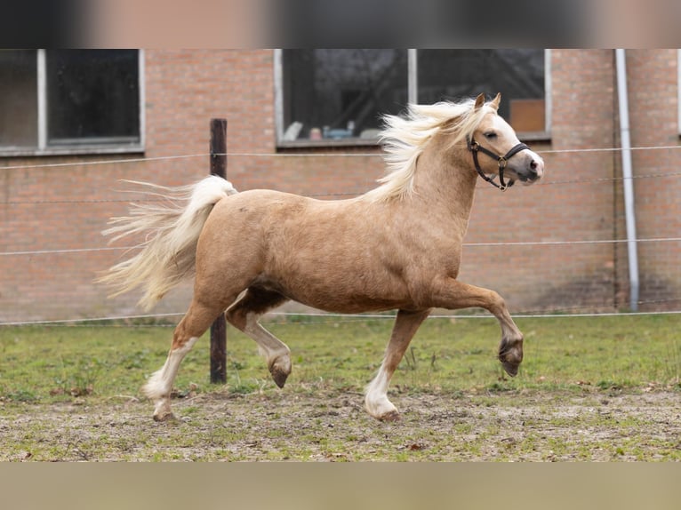 Welsh-A Stute 3 Jahre 118 cm Palomino in Elim