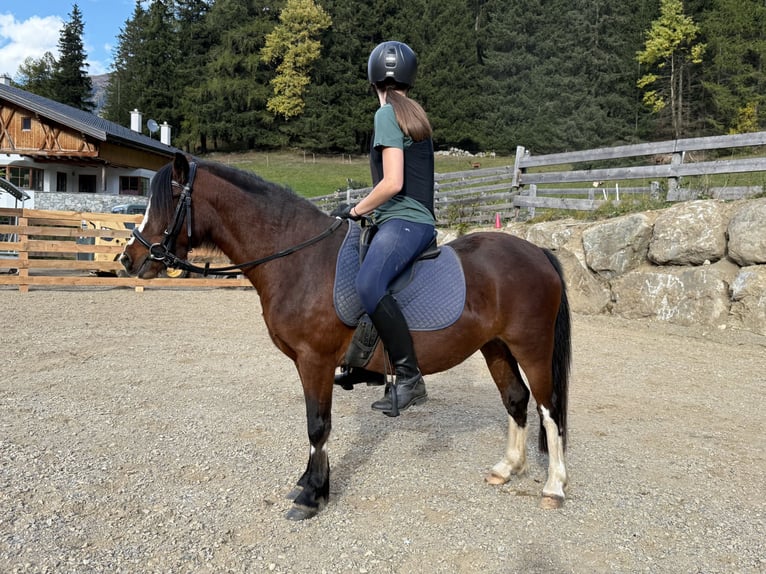 Welsh-A Stute 3 Jahre 119 cm Dunkelfuchs in Nauders