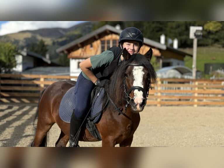 Welsh-A Stute 3 Jahre 119 cm Dunkelfuchs in Nauders