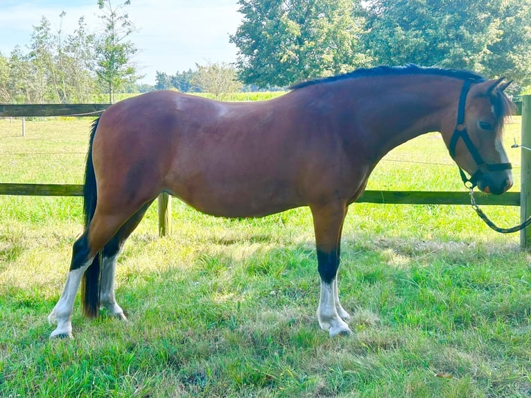 Welsh-A Stute 3 Jahre 120 cm Brauner in Hude (Oldenburg)
