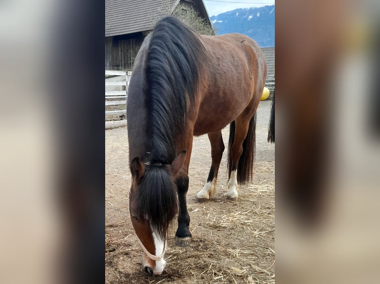 Welsh-A Stute 3 Jahre 120 cm Brauner in Hermagor