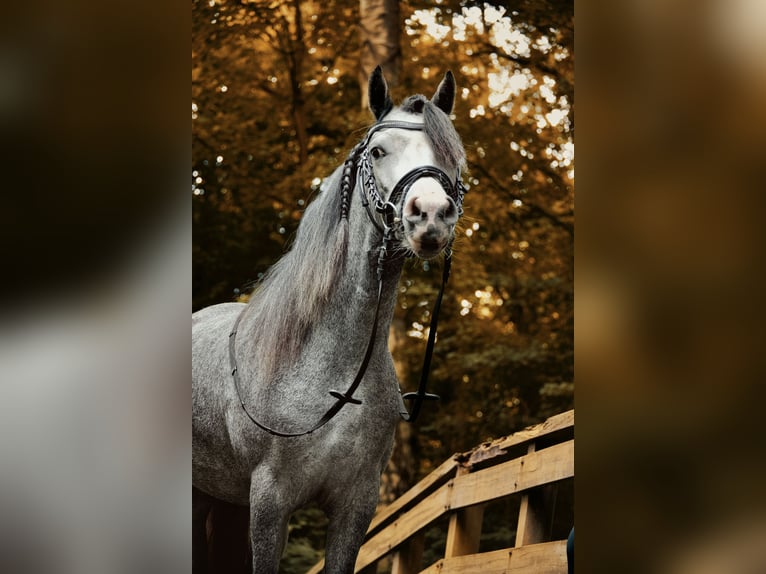 Welsh-A Stute 3 Jahre 121 cm Blauschimmel in Stadskanaal