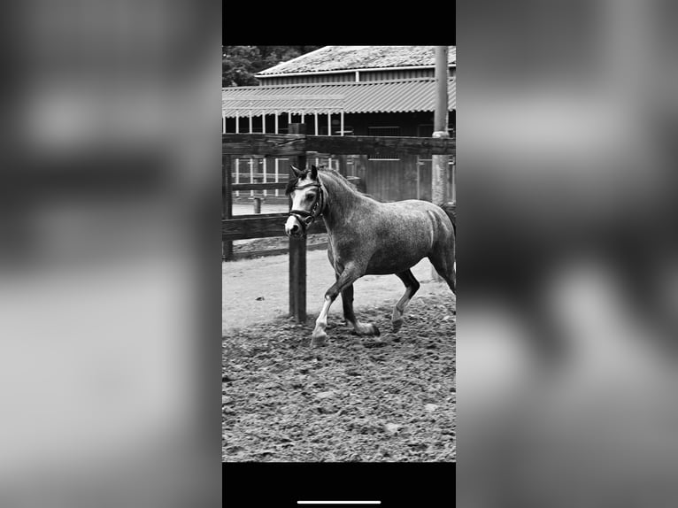 Welsh-A Stute 3 Jahre 121 cm Blauschimmel in Stadskanaal