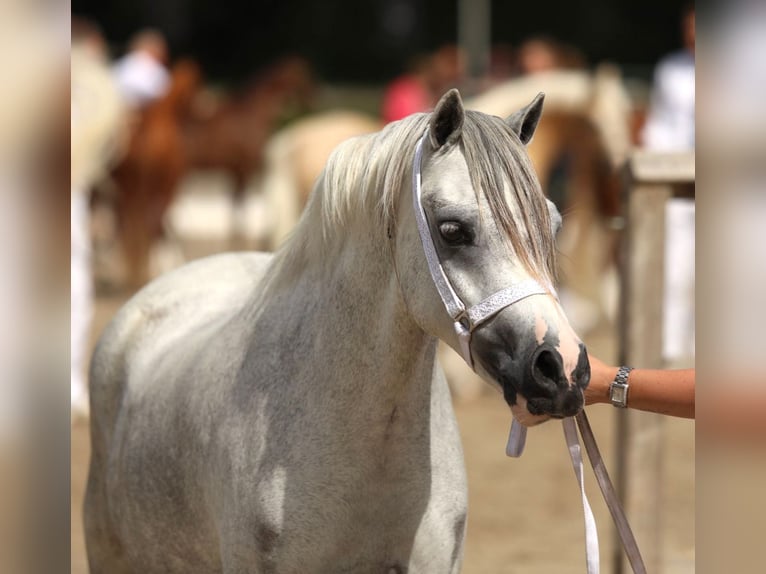 Welsh-A Stute 3 Jahre 121 cm Schimmel in Aalten