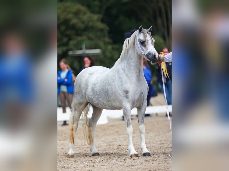 Welsh-A Stute 3 Jahre 121 cm Schimmel in Aalten