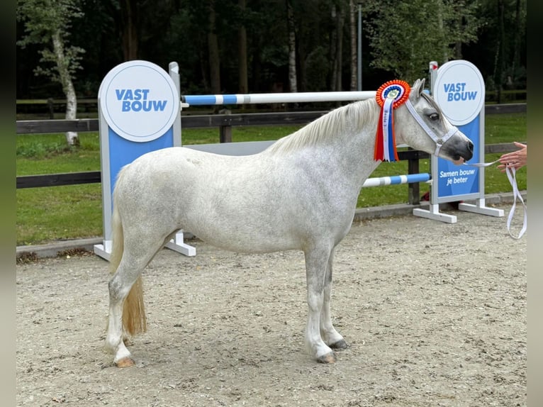 Welsh-A Stute 3 Jahre 121 cm Schimmel in Aalten