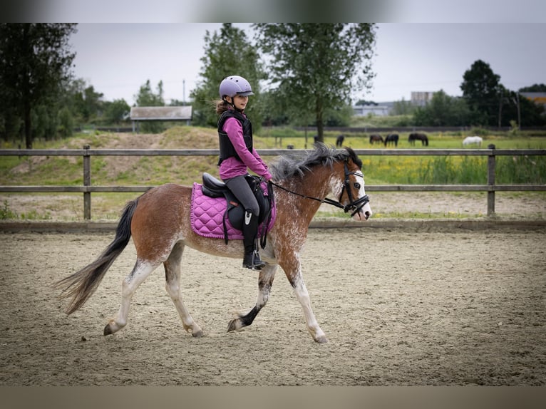 Welsh-A Stute 3 Jahre 122 cm Sabino in Sliedrecht