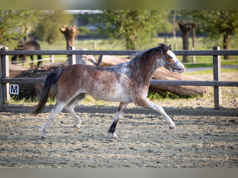 Welsh-A Stute 3 Jahre 122 cm Sabino in Sliedrecht