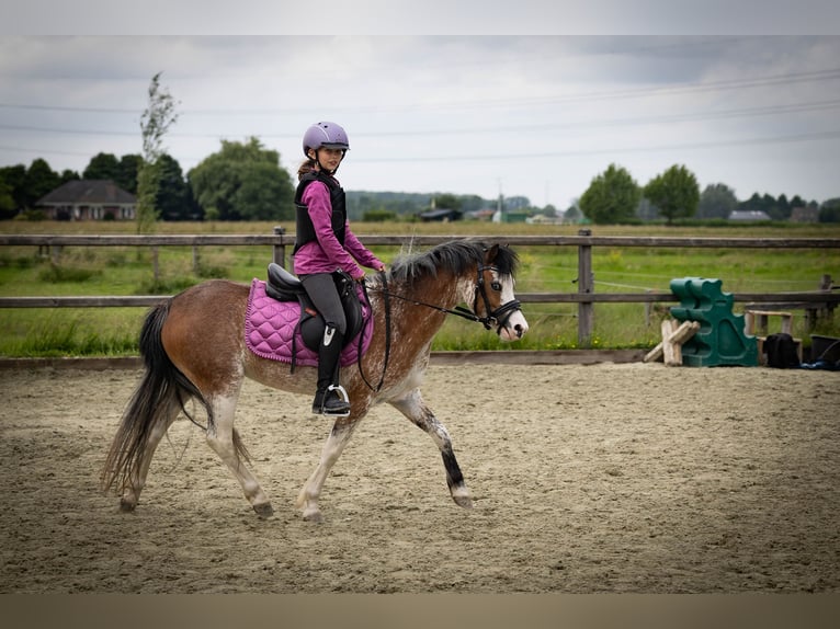 Welsh-A Stute 3 Jahre 122 cm Sabino in Sliedrecht