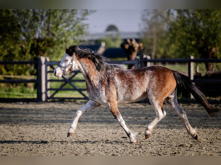 Welsh-A Stute 3 Jahre 122 cm Sabino in Sliedrecht