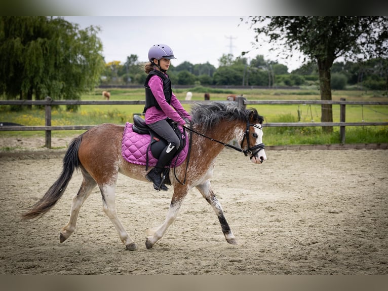 Welsh-A Stute 3 Jahre 122 cm Sabino in Sliedrecht