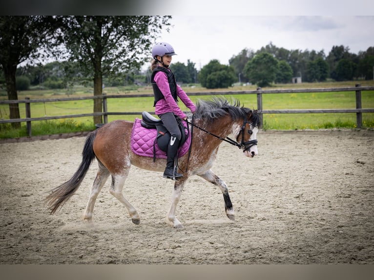 Welsh-A Stute 3 Jahre 122 cm Sabino in Sliedrecht