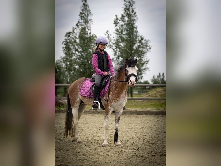 Welsh-A Stute 3 Jahre 122 cm Sabino in Sliedrecht