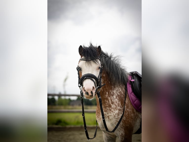 Welsh-A Stute 3 Jahre 122 cm Sabino in Sliedrecht