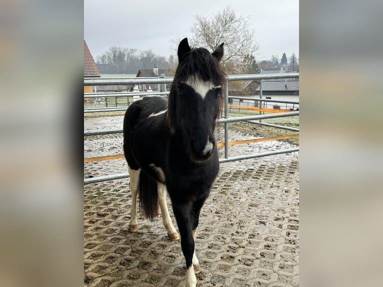 Welsh-A Mix Stute 3 Jahre 122 cm Schecke in Bonfol