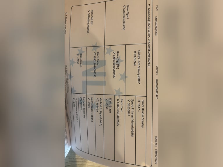 Welsh-A Stute 3 Jahre 125 cm Rappe in Karst&#xE4;dt