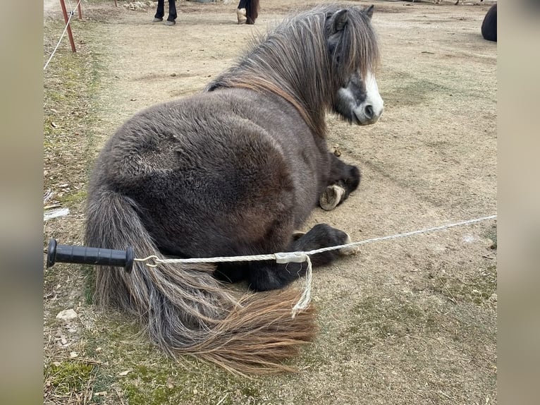 Welsh-A Mix Stute 4 Jahre 112 cm Kann Schimmel werden in Gößweinstein