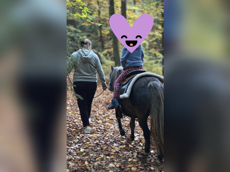 Welsh-A Mix Stute 4 Jahre 112 cm Kann Schimmel werden in Gößweinstein