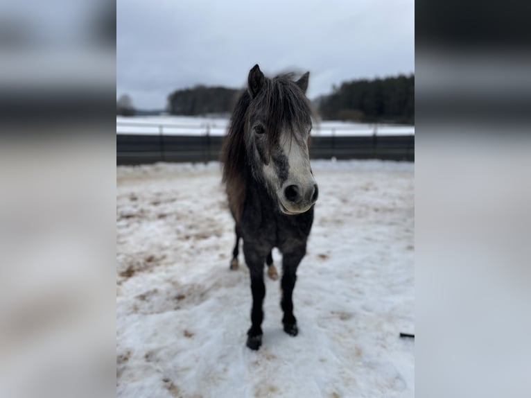 Welsh-A Mix Stute 4 Jahre 112 cm Kann Schimmel werden in Gößweinstein