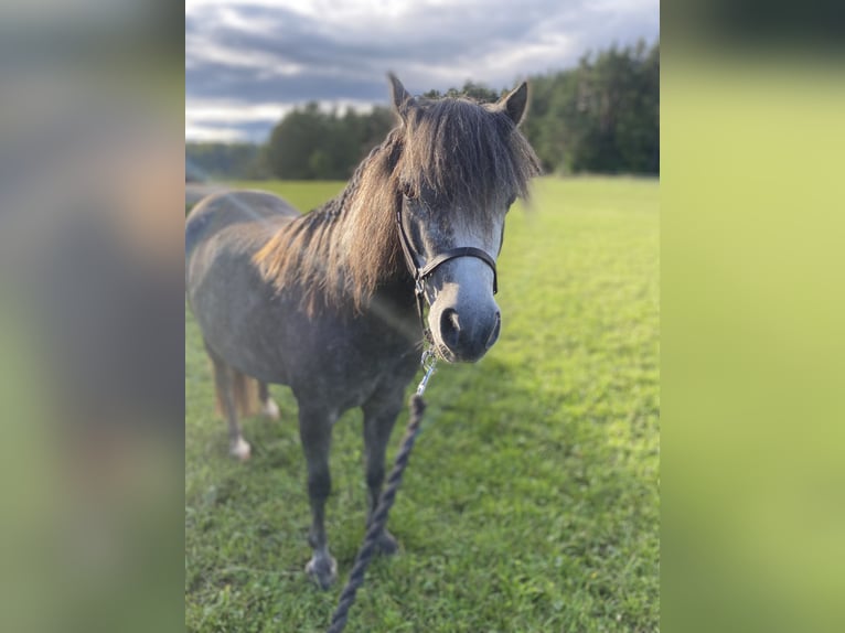 Welsh-A Mix Stute 4 Jahre 112 cm Kann Schimmel werden in Gößweinstein