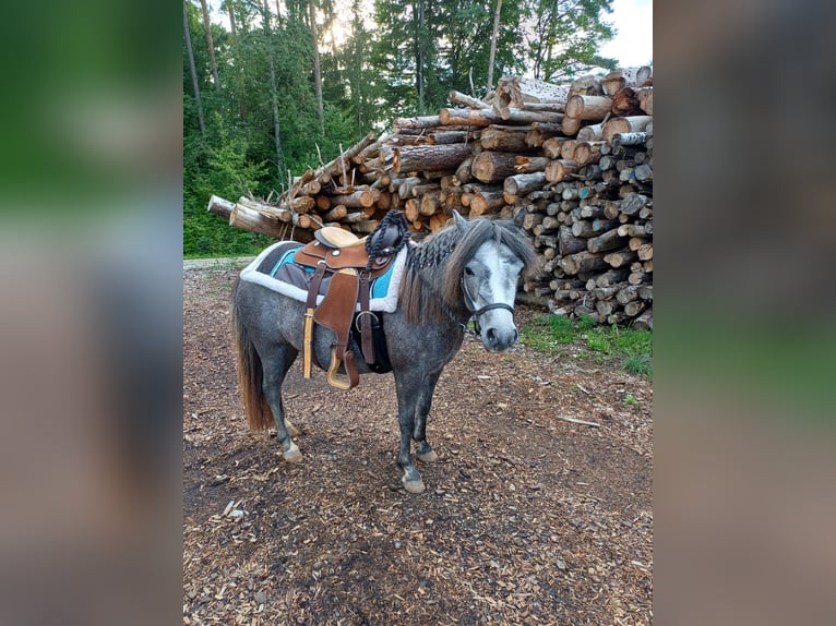 Welsh-A Mix Stute 4 Jahre 112 cm Kann Schimmel werden in Gößweinstein