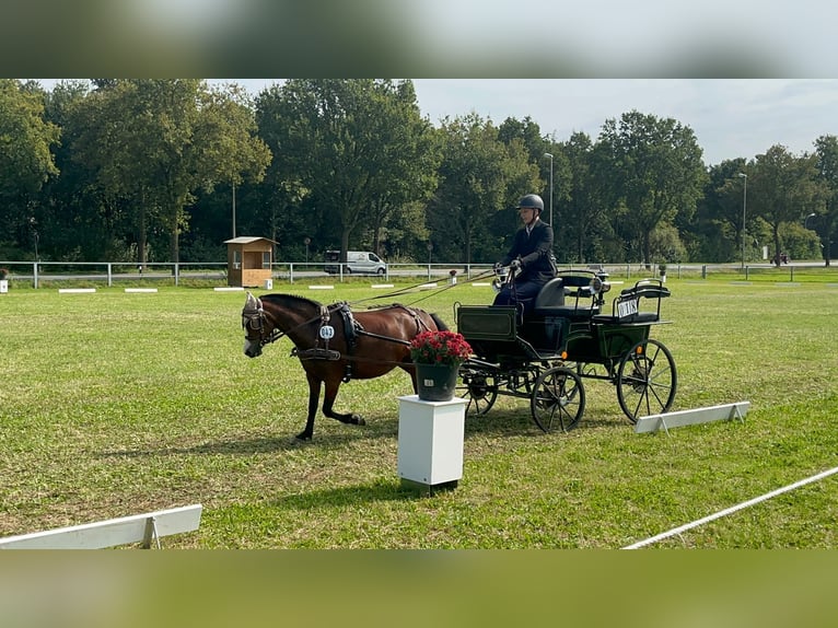 Welsh-A Stute 4 Jahre 115 cm Brauner in Ibbenbüren