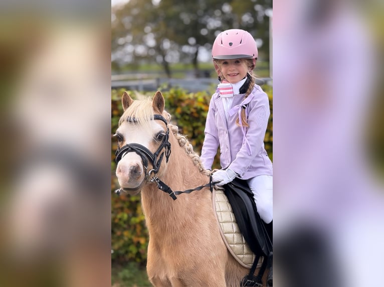 Welsh-A Stute 4 Jahre 115 cm Palomino in Wachtum