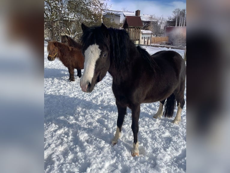 Welsh-A Stute 4 Jahre 115 cm Rappe in Hungen