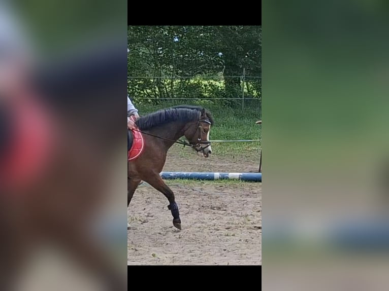 Welsh-A Stute 4 Jahre 116 cm Brauner in Voltlage