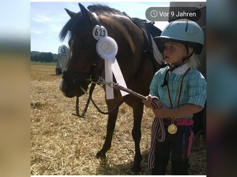 Welsh-A Stute 4 Jahre 116 cm Brauner in Voltlage