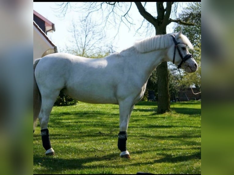 Welsh-A Stute 4 Jahre 116 cm Brauner in Voltlage