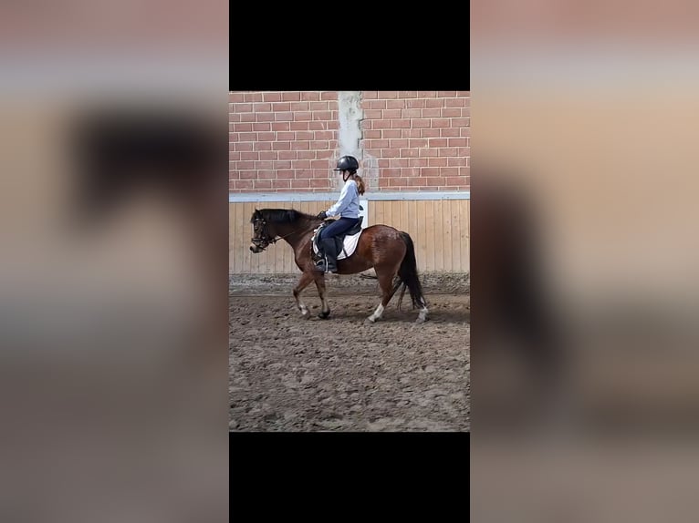 Welsh-A Stute 4 Jahre 116 cm Brauner in Voltlage