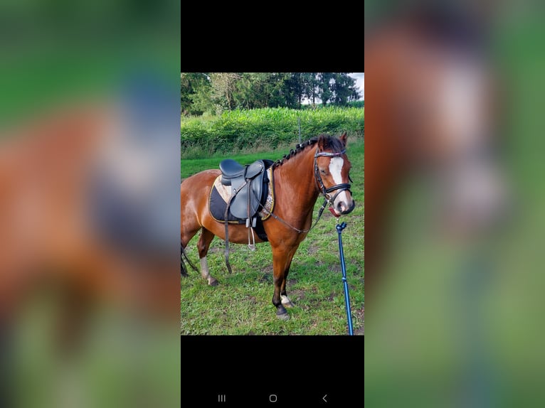 Welsh-A Stute 4 Jahre 116 cm Brauner in Voltlage