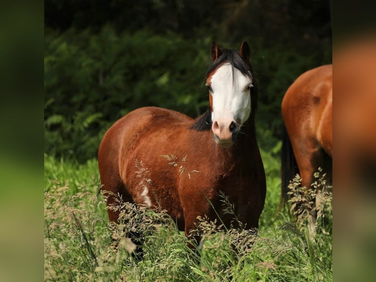 Welsh-A Stute 4 Jahre 116 cm Brauner in Aalten