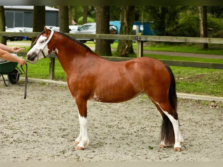 Welsh-A Stute 4 Jahre 116 cm Brauner in Aalten