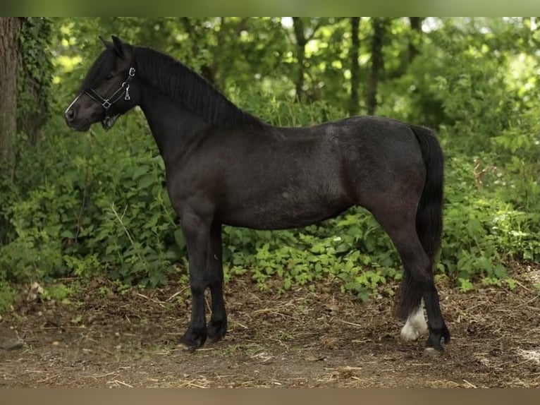Welsh-A Stute 4 Jahre 116 cm Rappe in Oosterwolde Gld