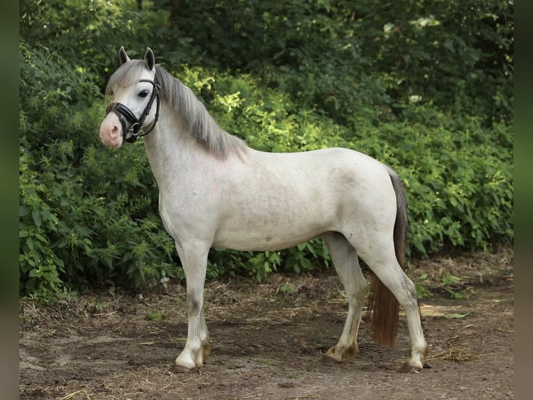 Welsh-A Mix Stute 4 Jahre 117 cm Schimmel in Aalten